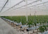 1.5-5mm Pisang Berwarna-warni Pisang PP Tali Benang Untuk Pertanian Kebun Tomat