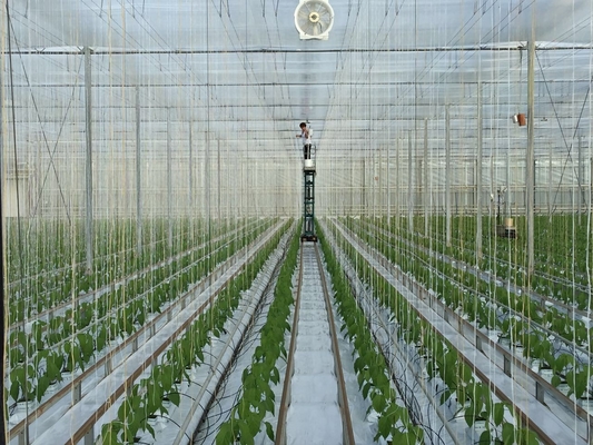 Greenhouse Tomato Tying Twine With Hook 7500D 9000D Rope Denier