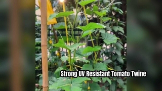Benang Pengikat Tomat Tahan UV untuk Penopang Tanaman yang Kuat